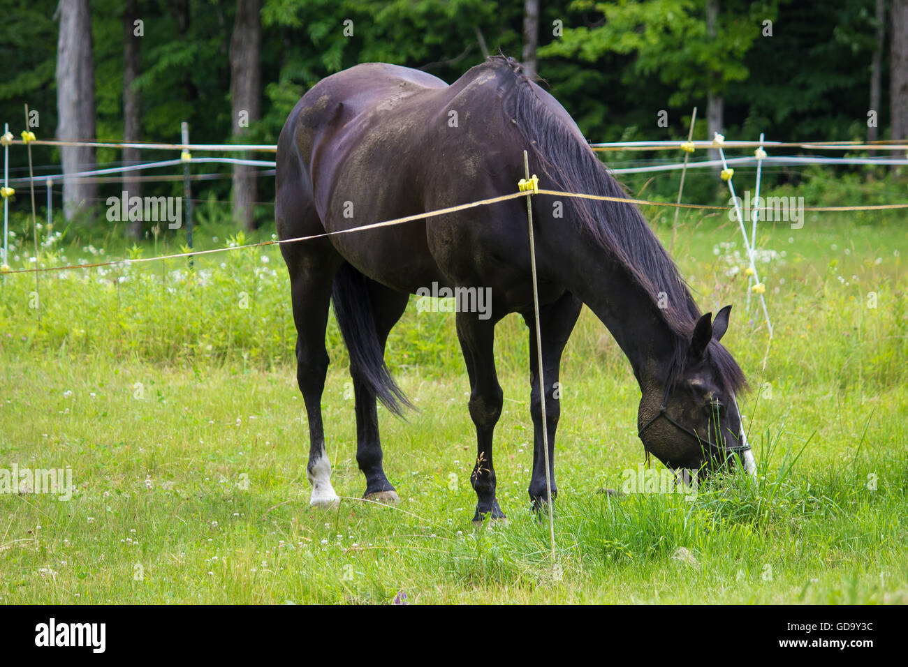 Horse Grazing in Field Stock Photo