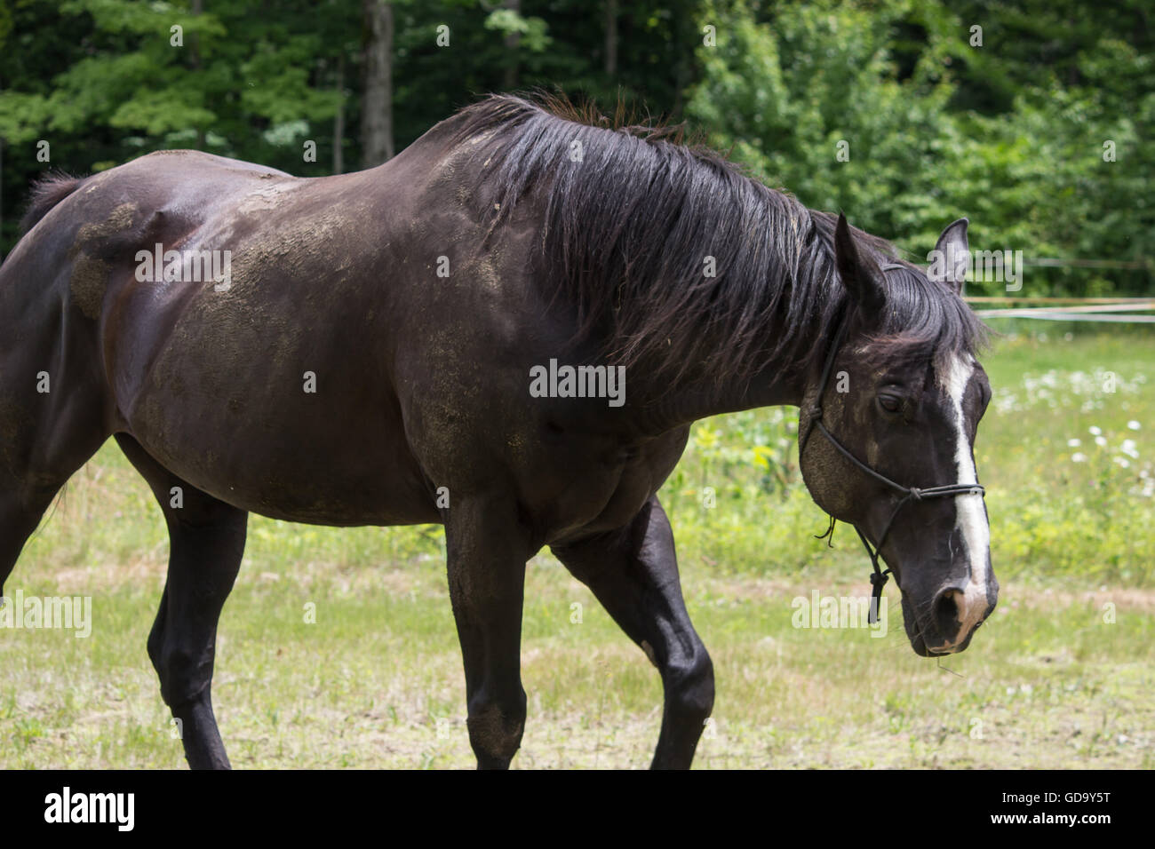 Horse Walking Through Field Stock Photo