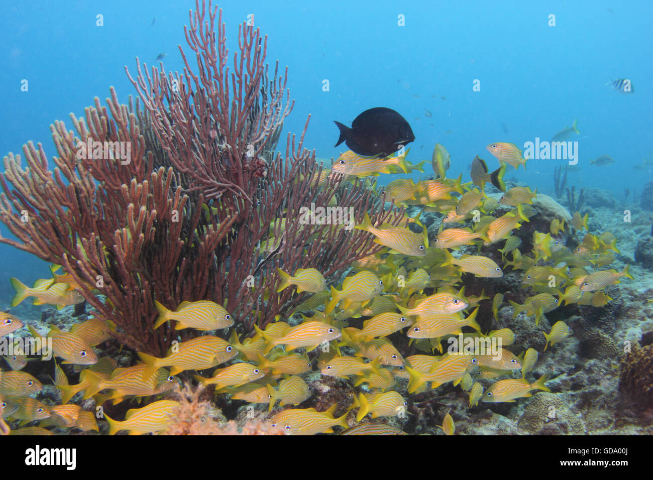 A school of fish on a tropical reef / shipwreck off of the Caribbean island of Aruba. Stock Photo