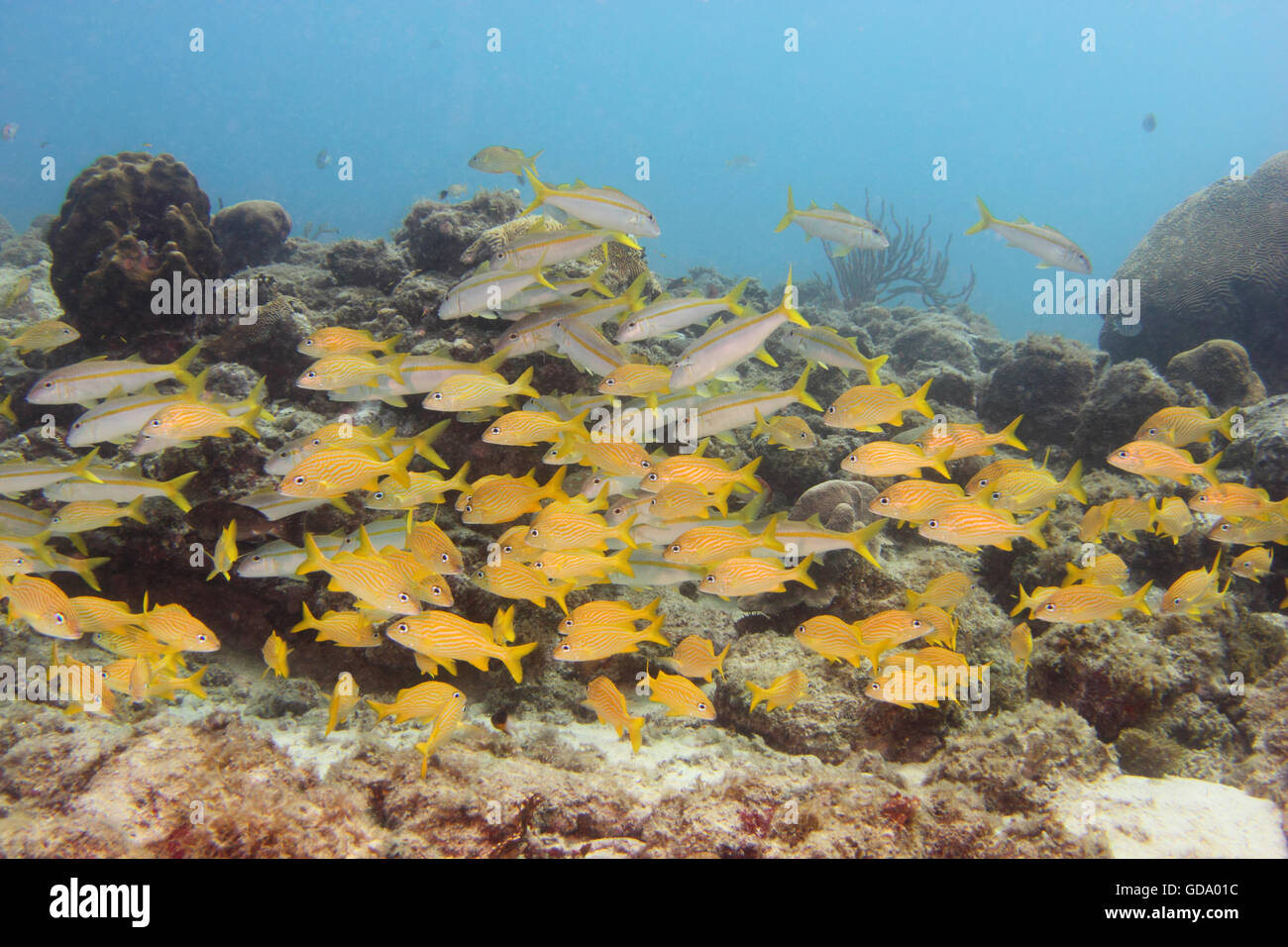 A school of fish on a tropical reef / shipwreck off of the Caribbean island of Aruba. Stock Photo