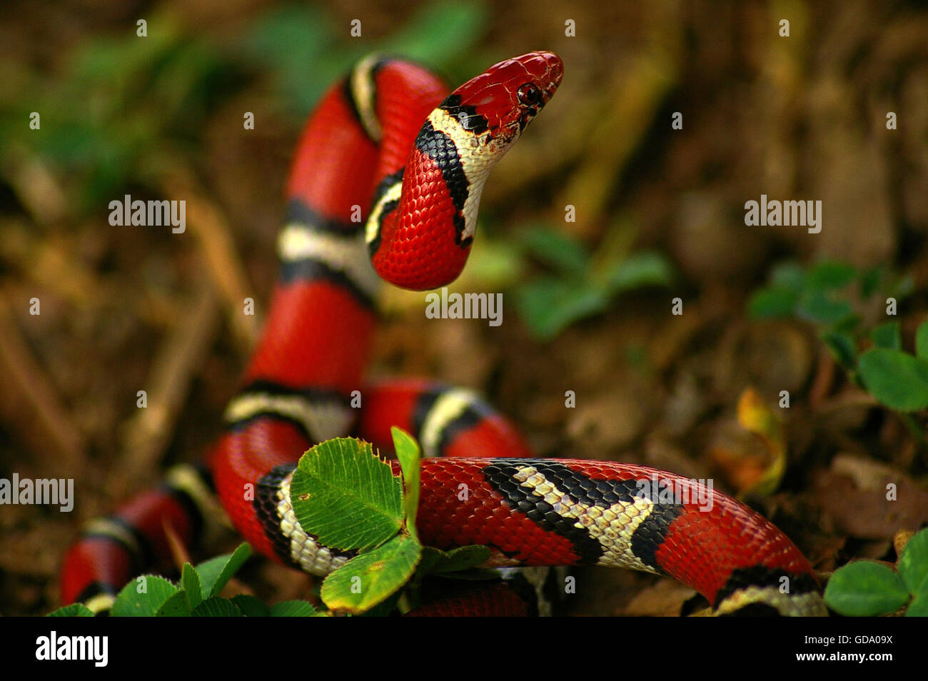 Red milk snake Stock Photo