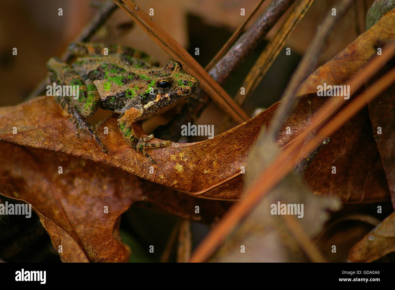 Southern cricket frog Stock Photo