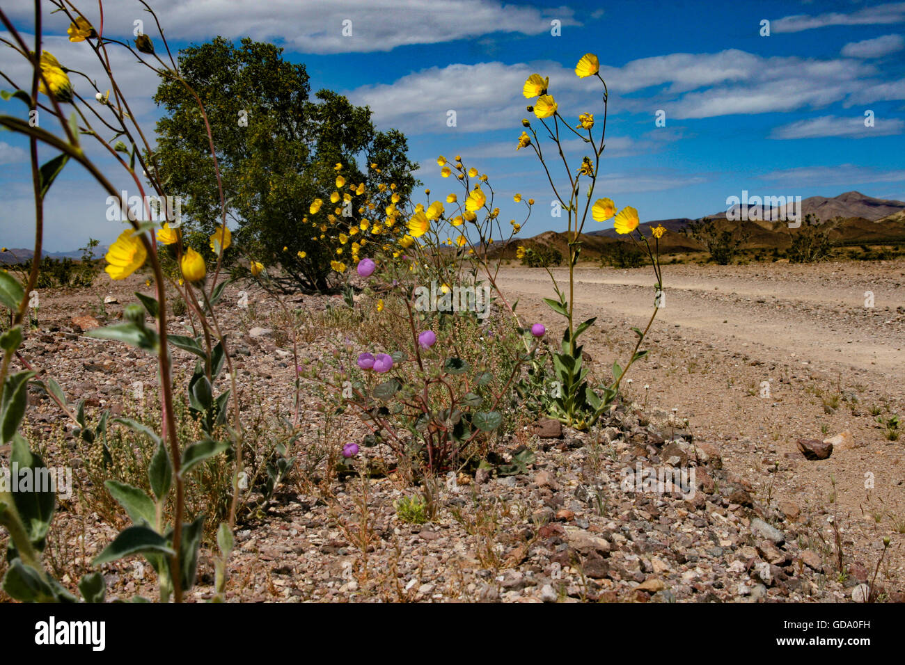 Death valley flowers hi-res stock photography and images - Alamy