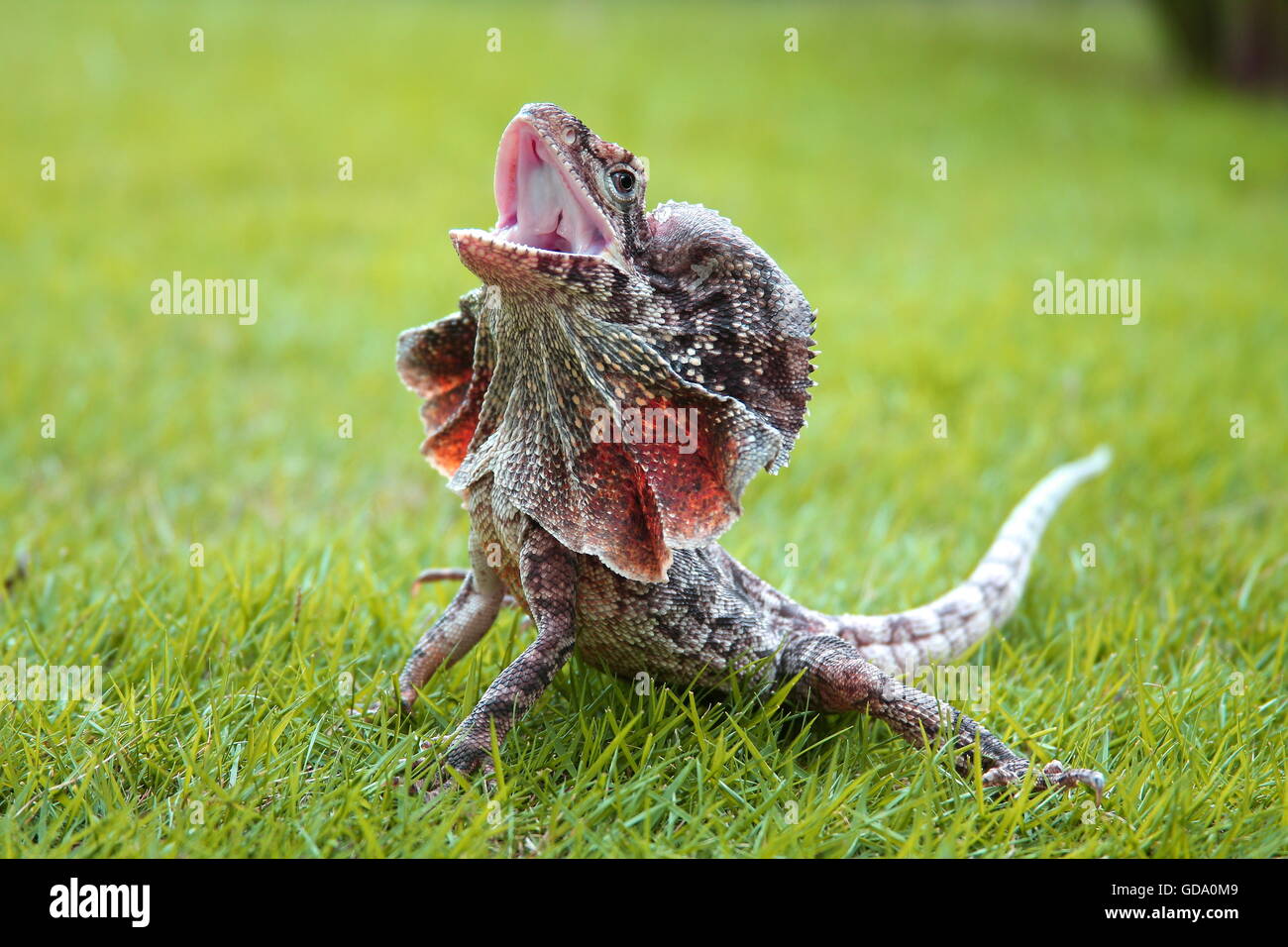 Frilled Lizard Stock Photo