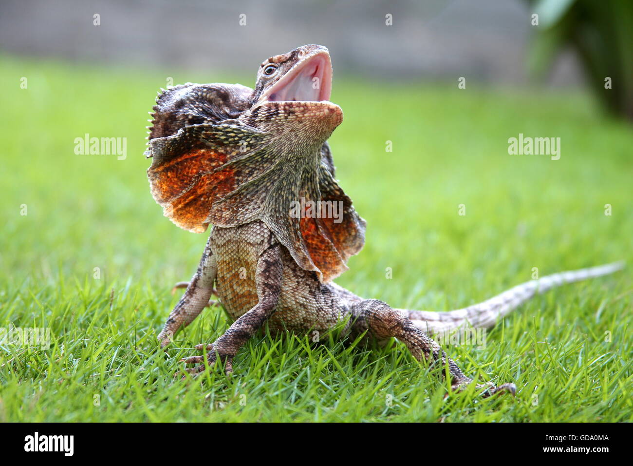 frilled lizard Stock Photo