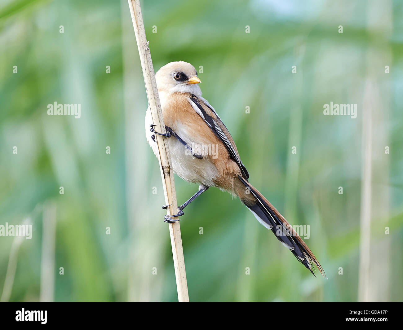 Juvenile bearded reedling resting on a branch in its habitat Stock Photo
