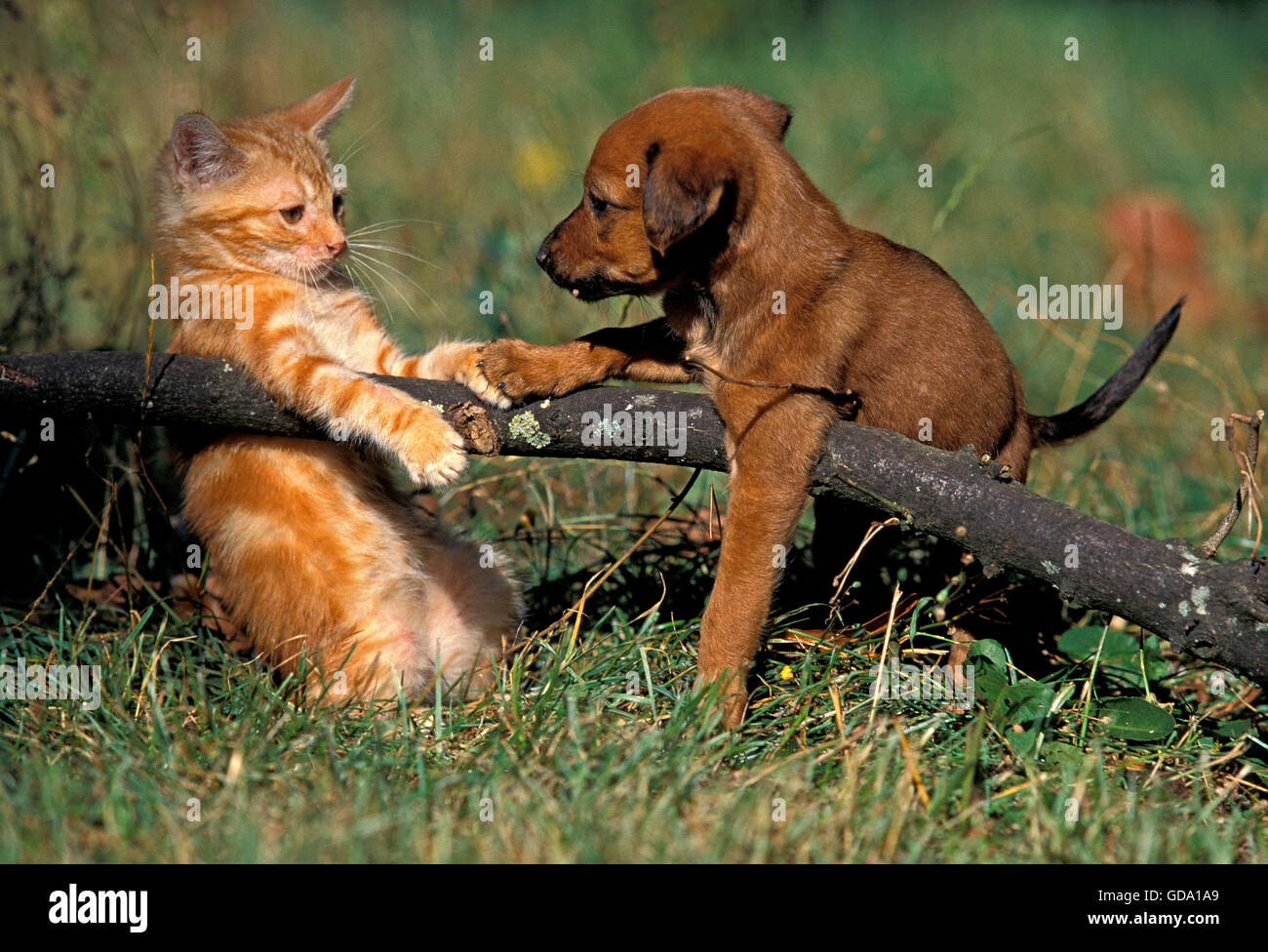 Pup with Red Tabby Domestic Cat standing on Grass Stock Photo