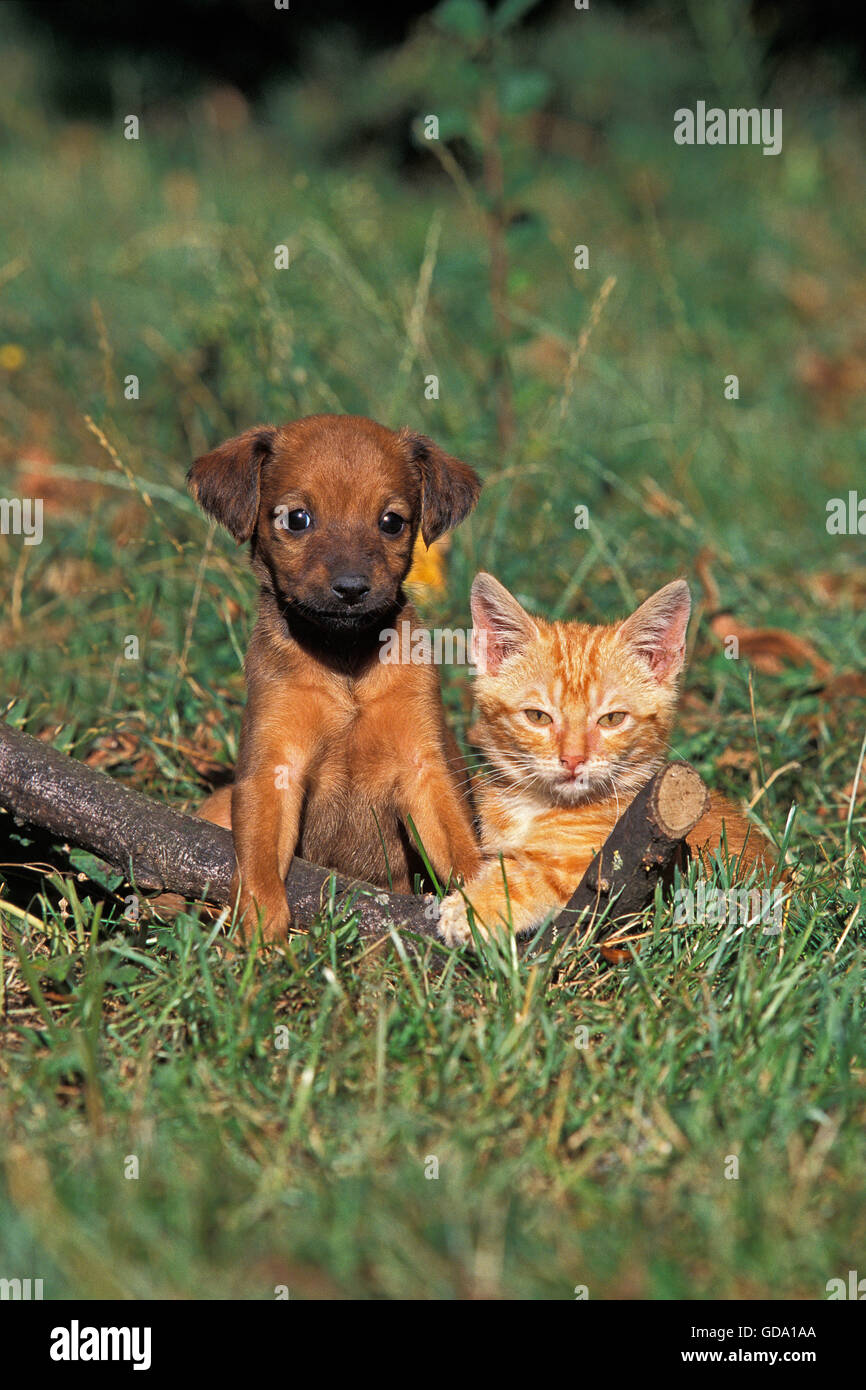 PUP AND KITTEN ON GRASS Stock Photo