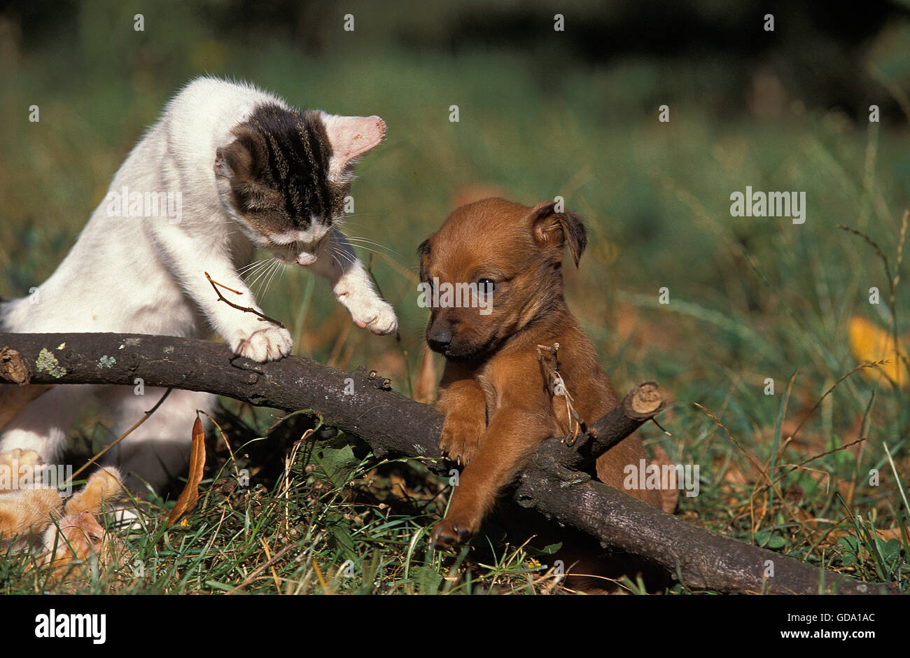 DOG AND COMESTIC CAT PLAYING WITH A BRANCH Stock Photo