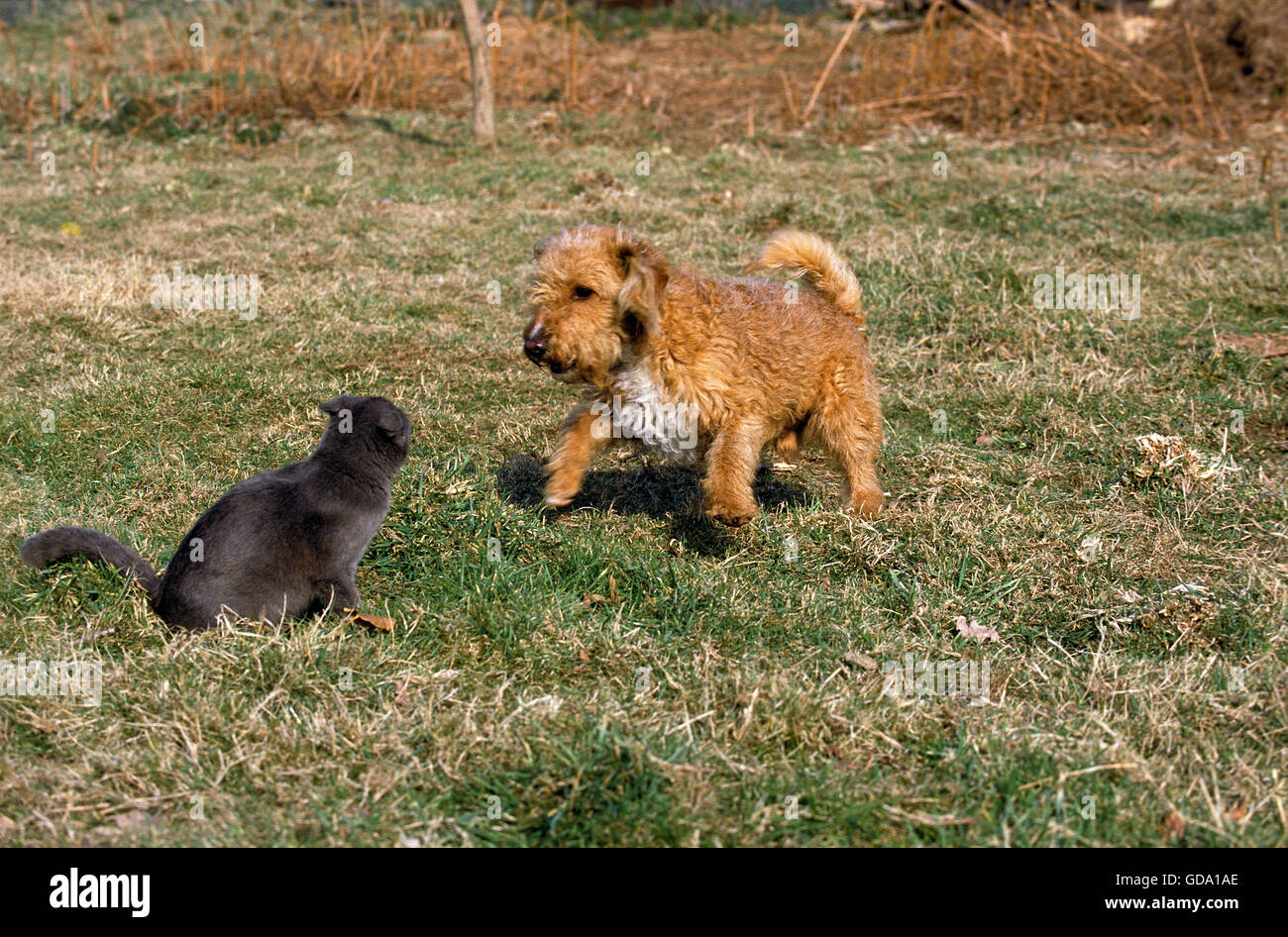 Cat and Dog Meeting Stock Photo