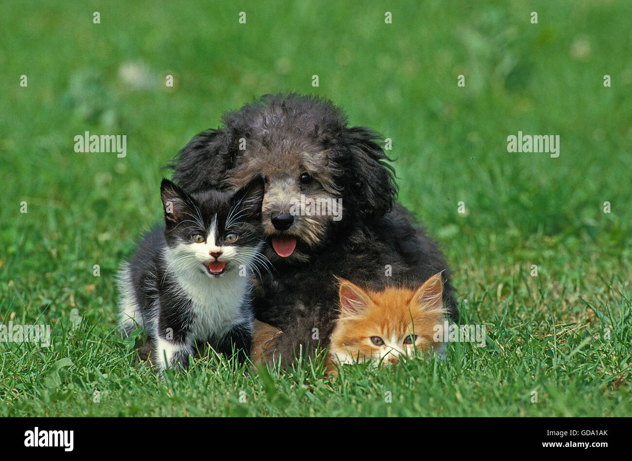 Grey Miniature Poodle Pup with Kittens on Grass Stock Photo