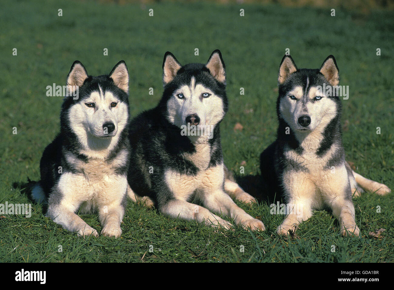 husky group