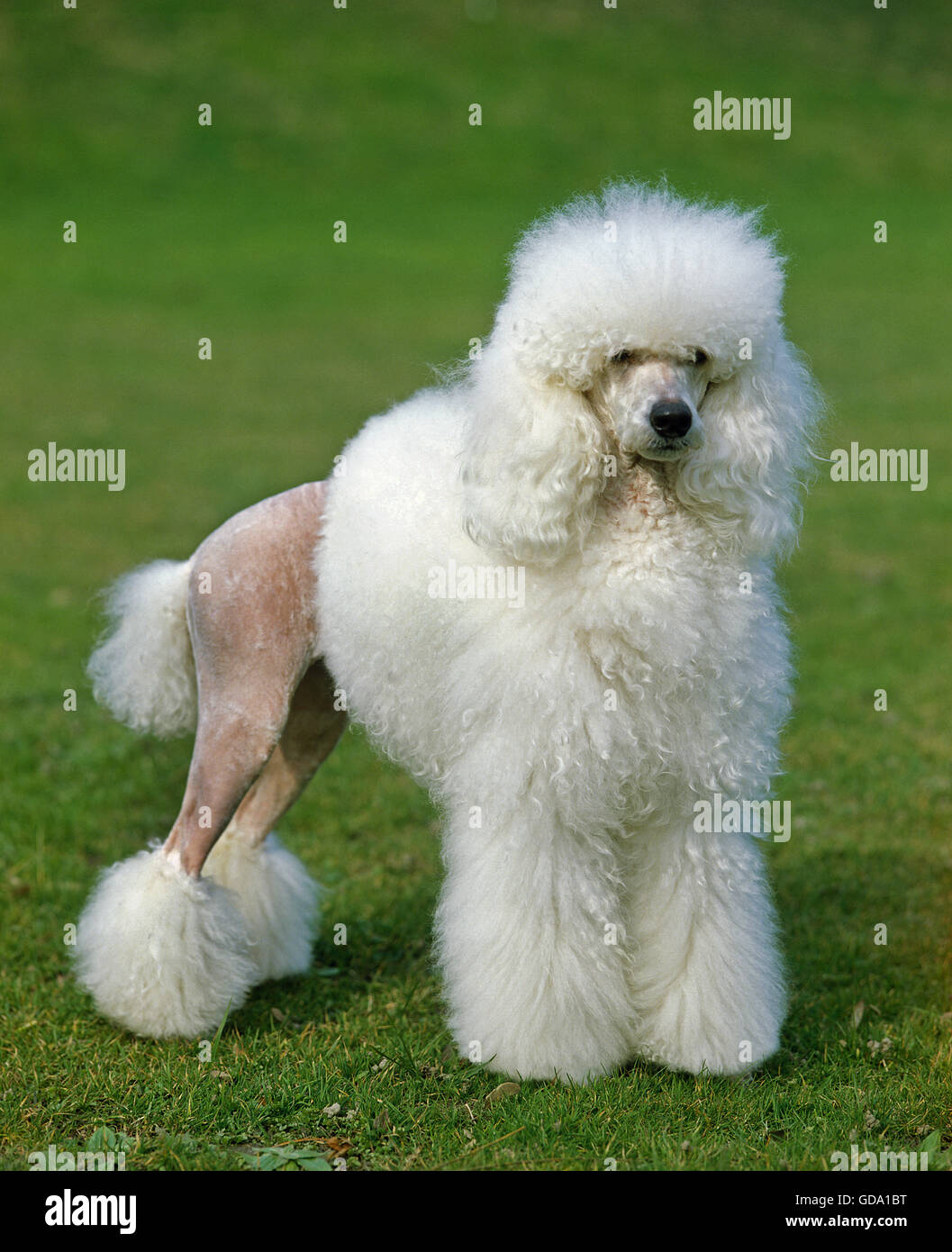 White Giant Poodle, Adult standing on Lawn Stock Photo