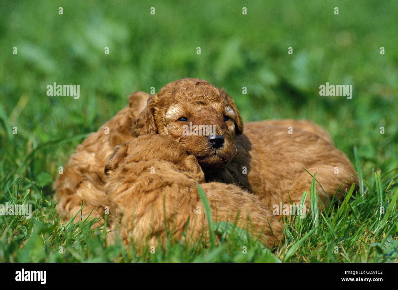 Apricot Miniature Poodle Dog, Pups laying on Grass Stock Photo - Alamy
