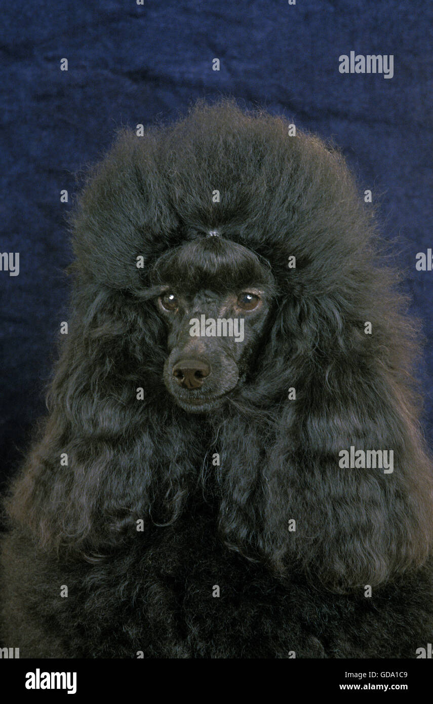 Black Miniature Poodle, Portrait of Dog Stock Photo
