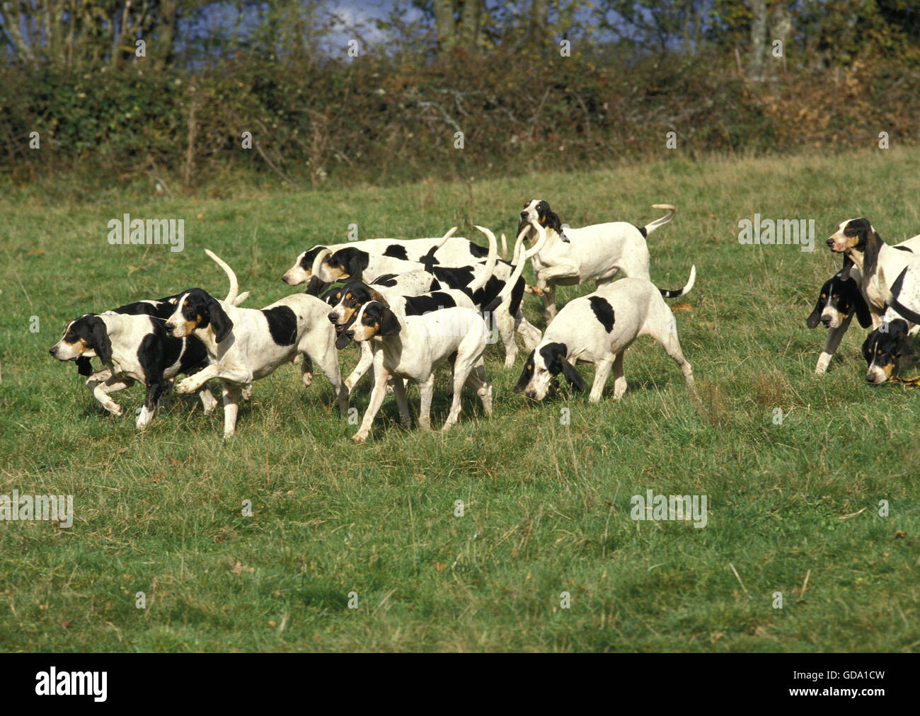 Hound Pack High Resolution Stock Photography and Images - Alamy