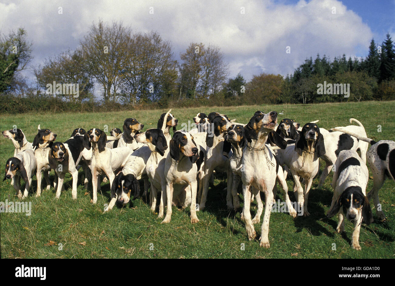 Hound Pack High Resolution Stock Photography and Images - Alamy