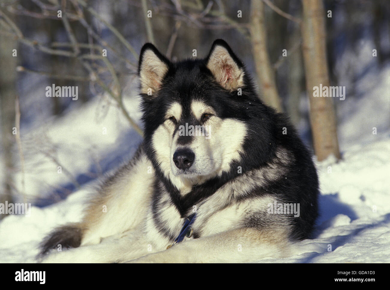 Alaskan Malamute Dog, Adult laying on Snow Stock Photo