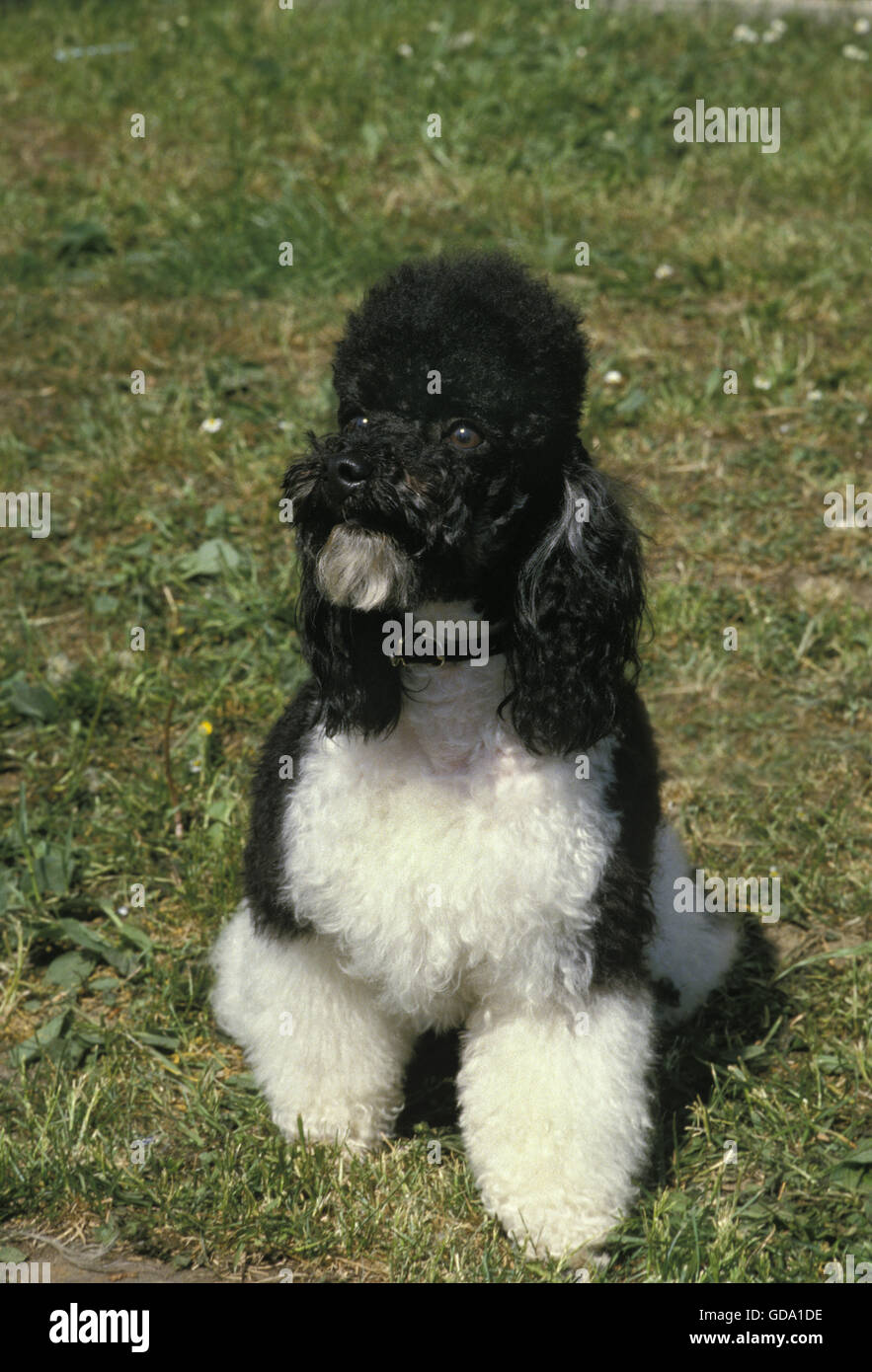 Black and White Miniature Poodle Dog Stock Photo