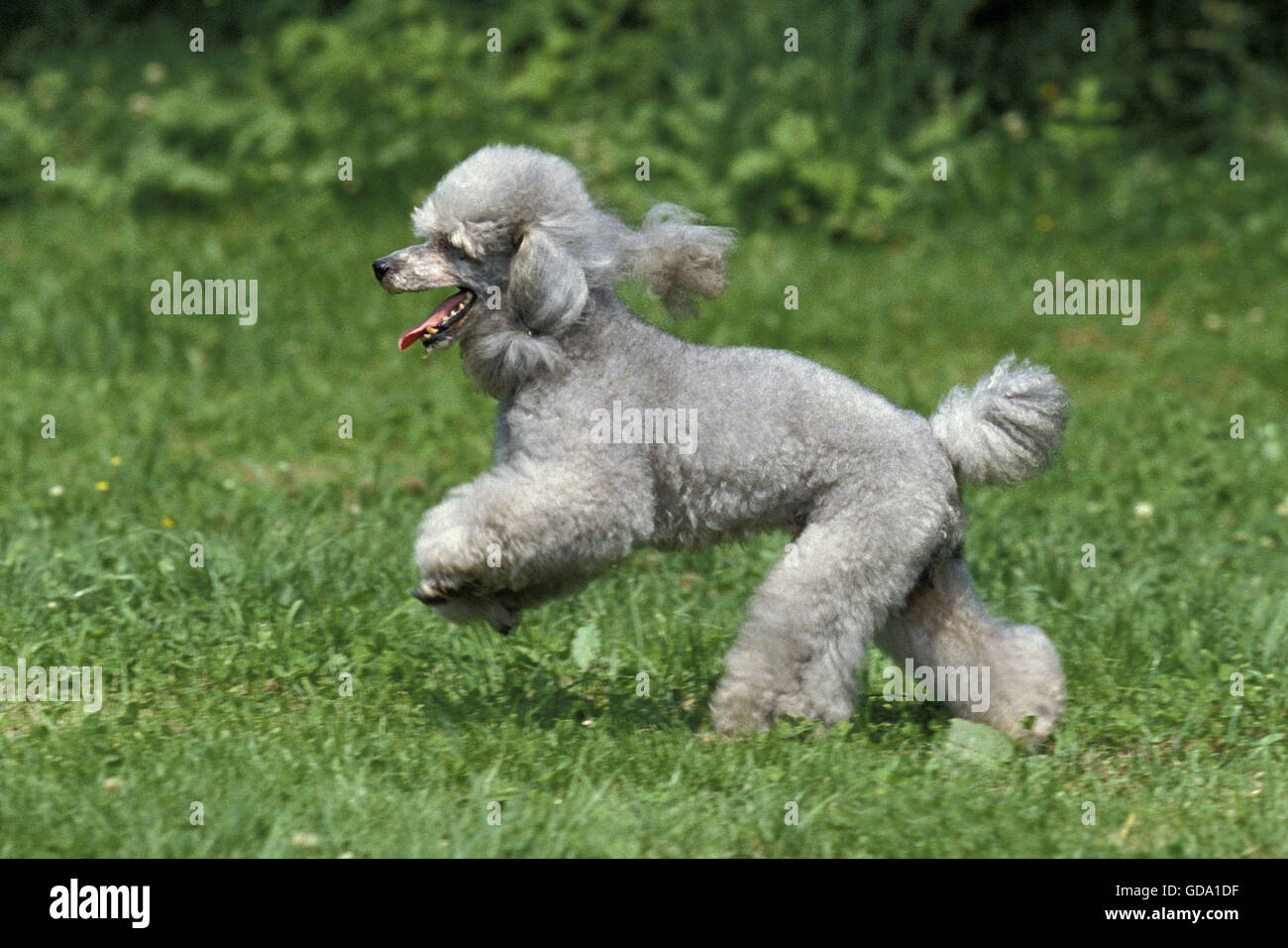 grey mini poodle