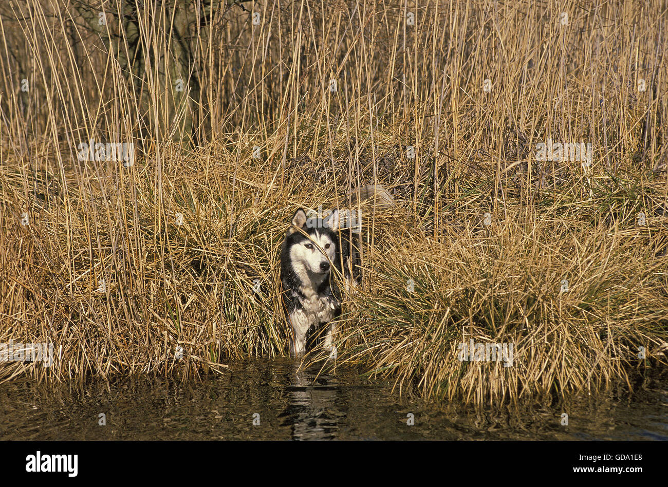 Siberian Husky Dog entering Water Stock Photo
