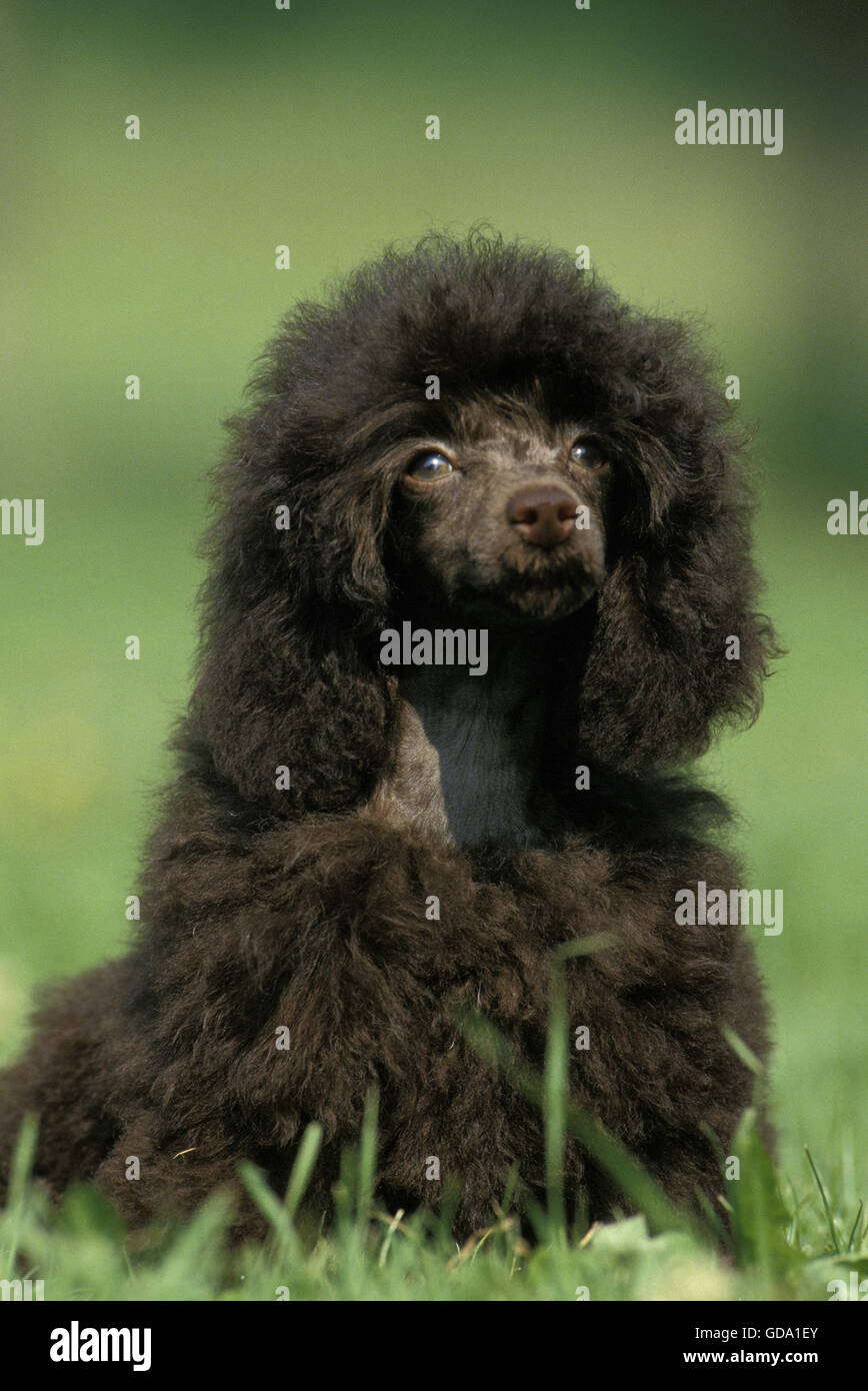Black Miniature Poodle, Dog sitting on Grass Stock Photo