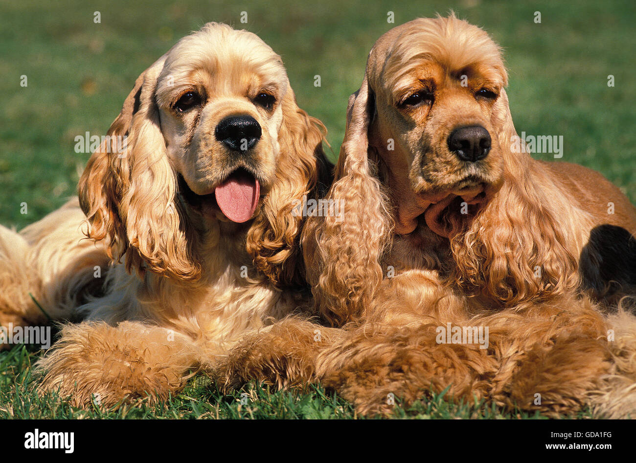 American Cocker Spaniel, Adults laying on Grass Stock Photo