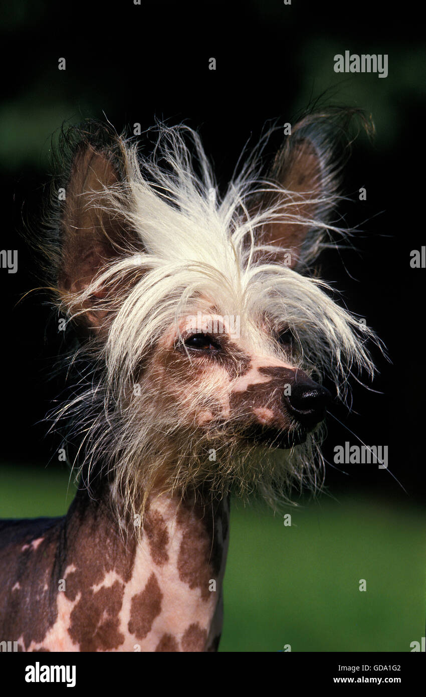 CHINESE CRESTED DOG, PORTRAIT OF ADULT Stock Photo