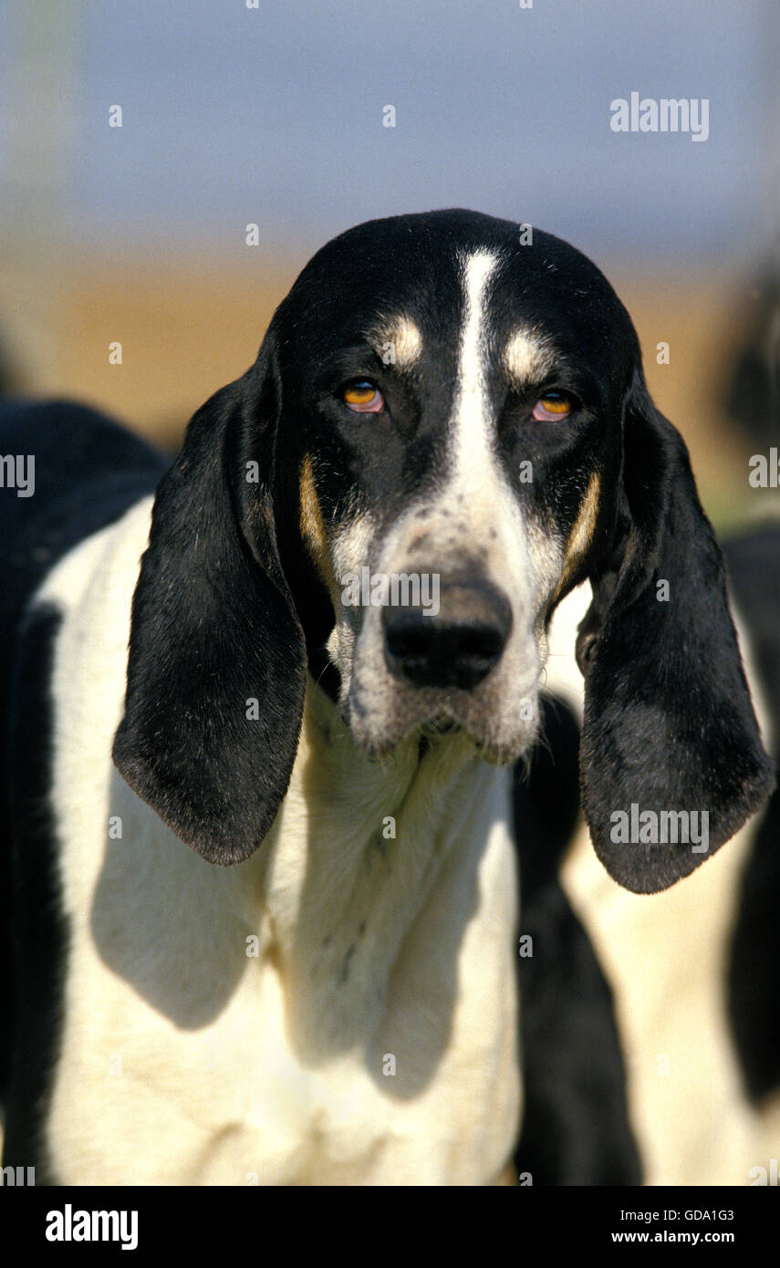 GREAT ANGLO-FRENCH WHITE AND BLACK HOUND, PORTRAIT OF ADULT Stock Photo