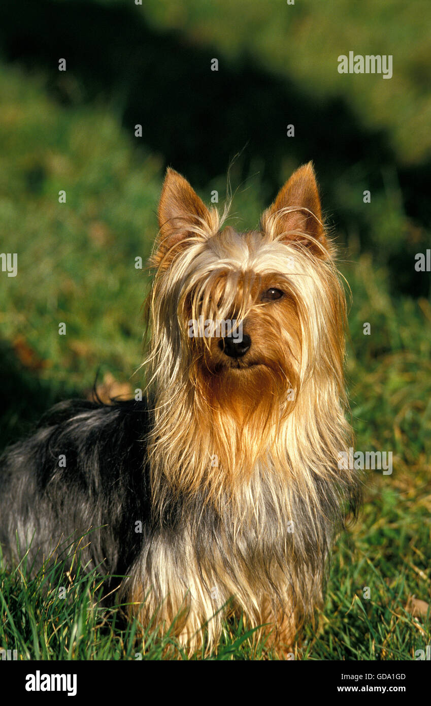 SILKY TERRIER, ADULT SITTING ON GRASS Stock Photo