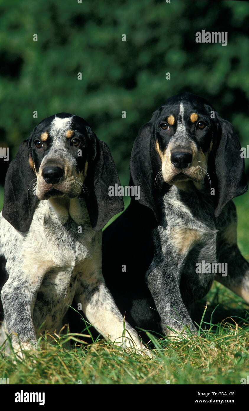 LITTLE BLUE GASCONY HOUND, ADULTS SITTING ON GRASS Stock Photo