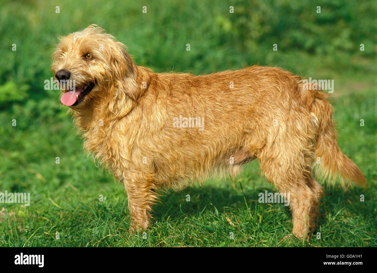 Are Griffon Fauve De Bretagne Puppies Lazy