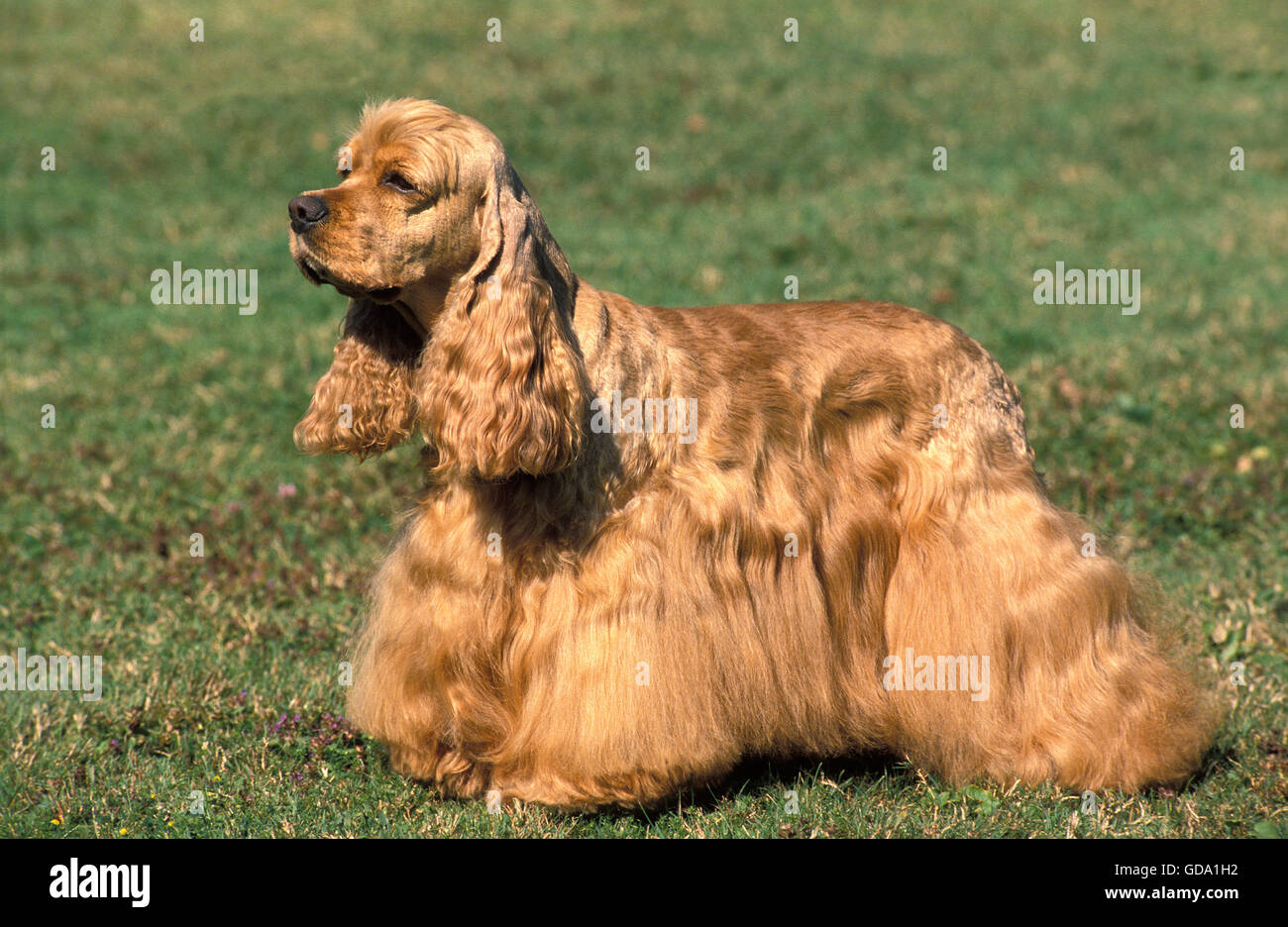 American Cocker Spaniel, Dog standing on Grass Stock Photo