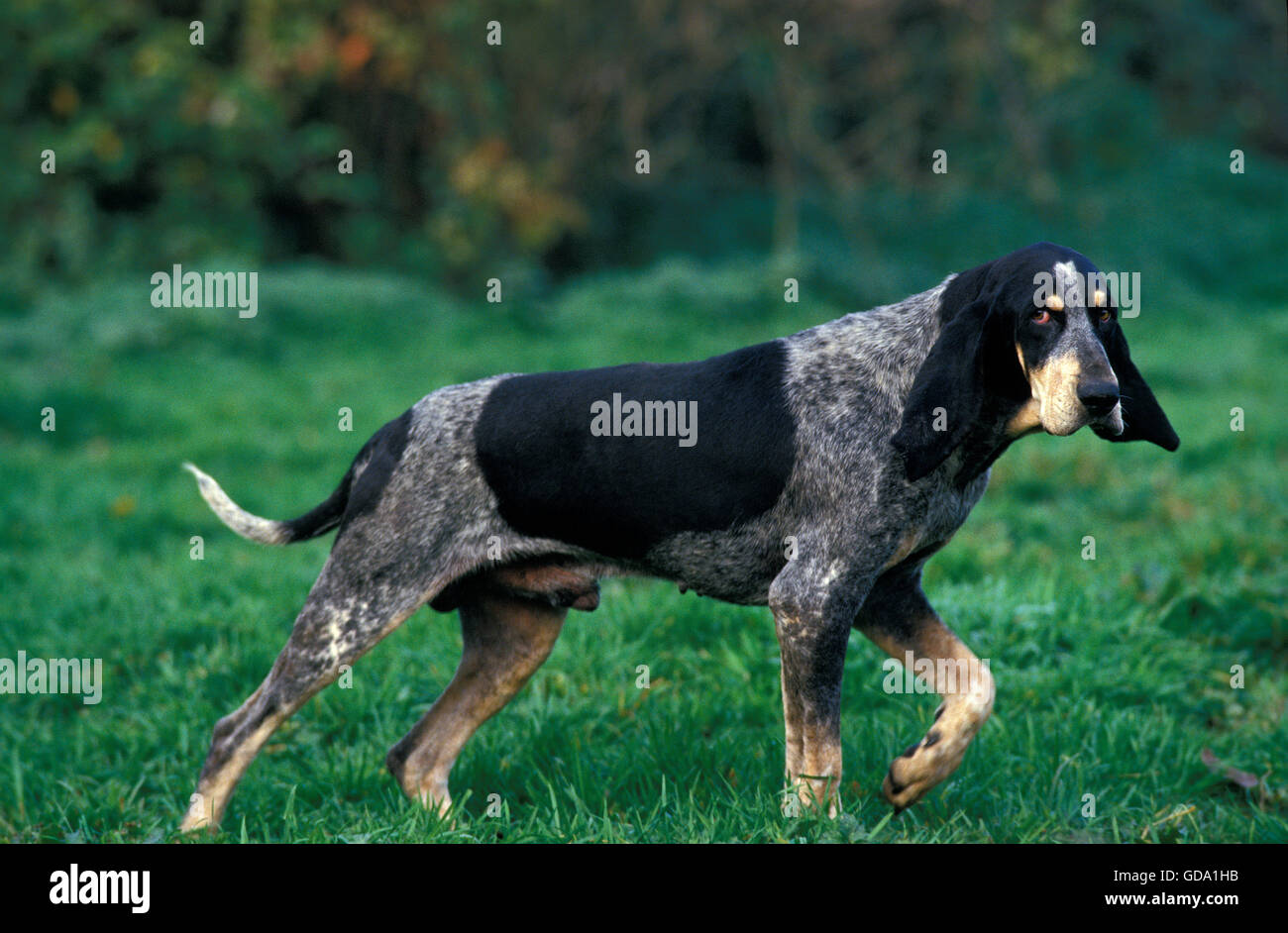 Little Blue Gascony Hound, Male Dog standing on Grass Stock Photo