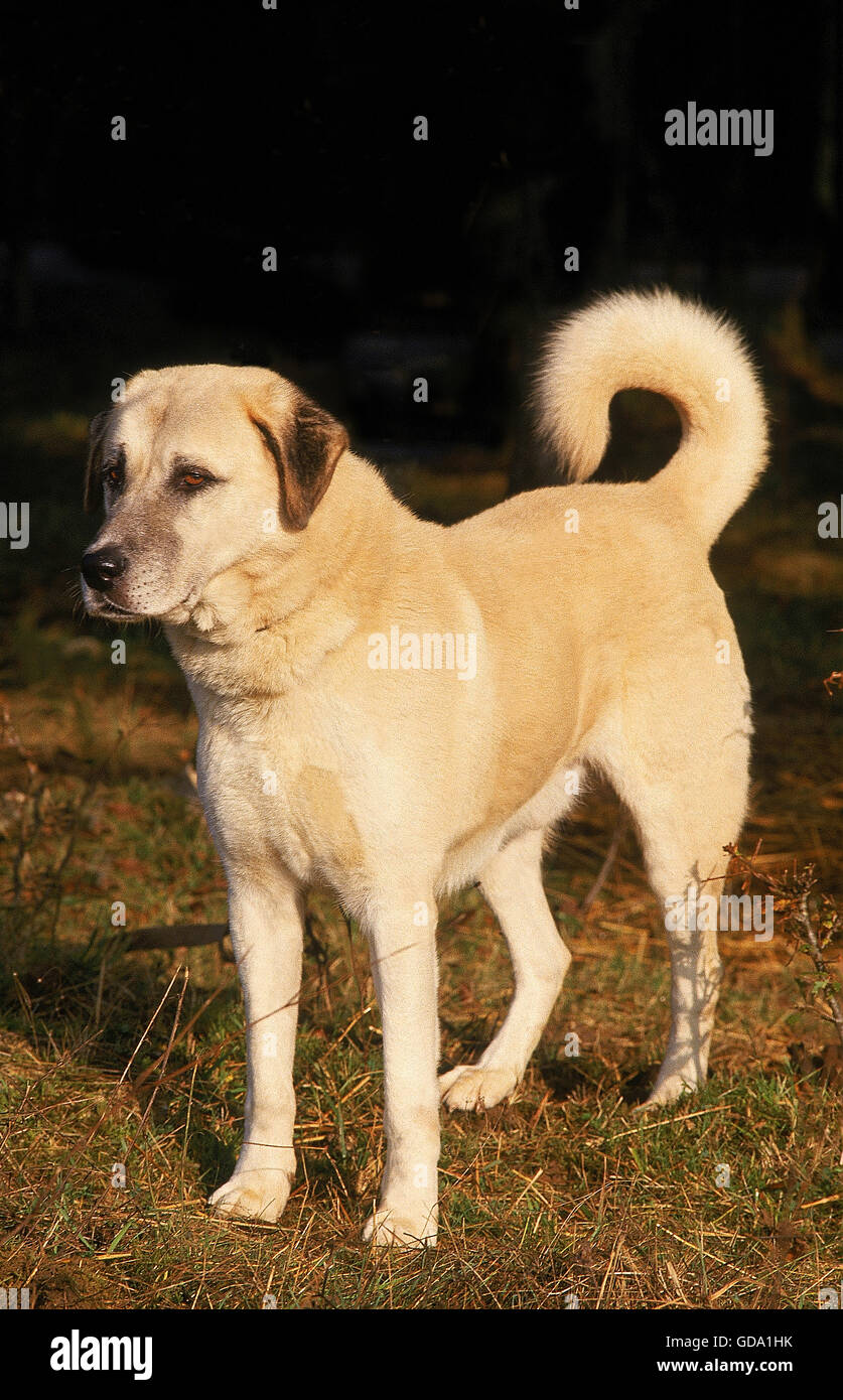 ANATOLIAN SHEPHERD DOG, ADULT Stock Photo