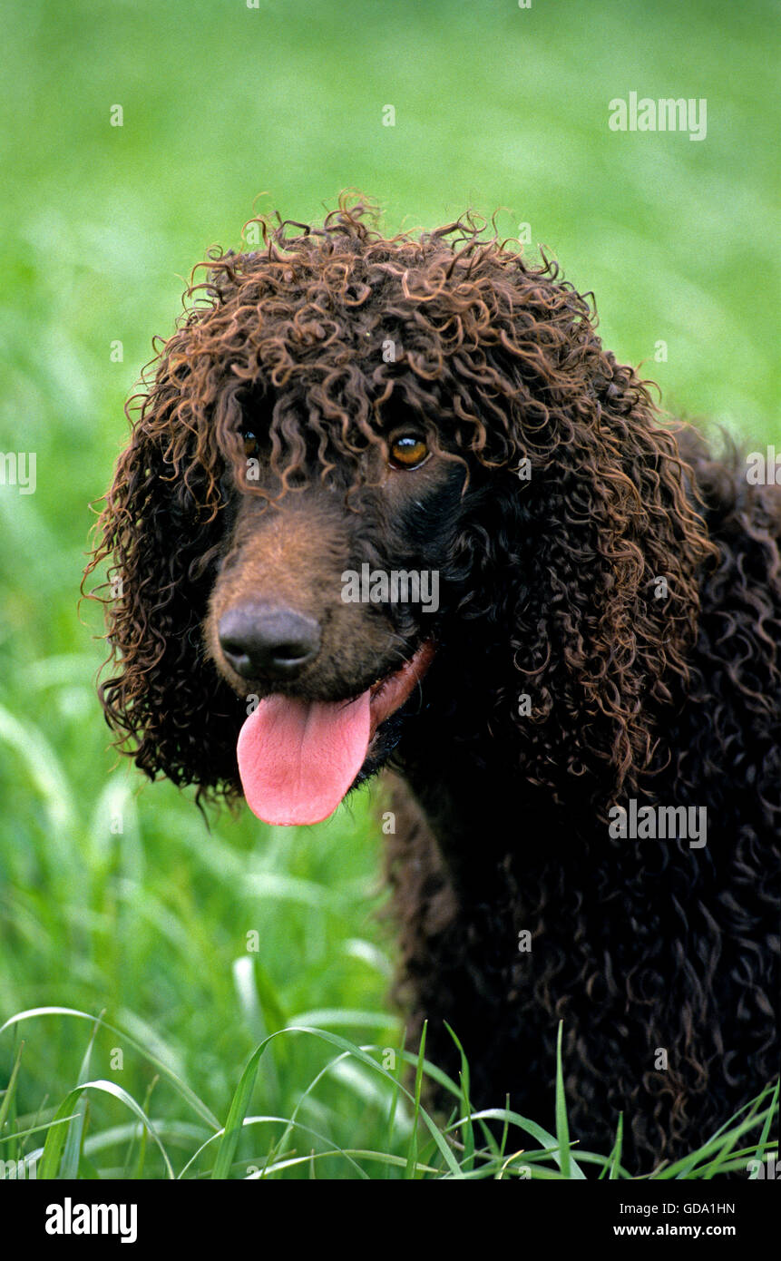 Irish Water Spaniel, Portrait of Adult Dog Stock Photo Alamy