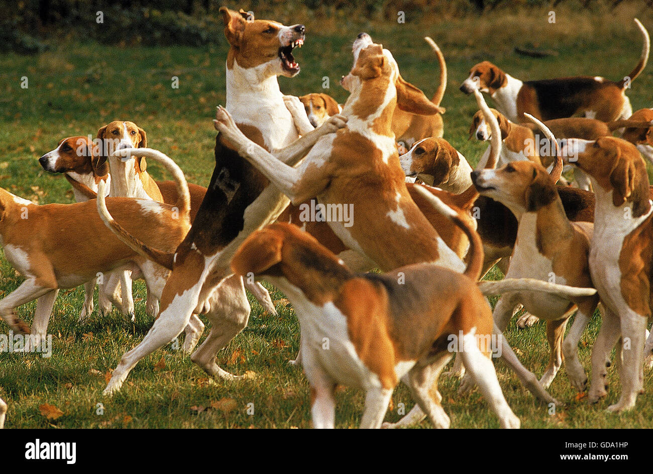 GREAT ANGLO-FRENCH TRICOLOUR HOUND AND GREAT ANGLO-FRENCH WHITE AND ORANGE HOUND, ADULT FIGHTING Stock Photo