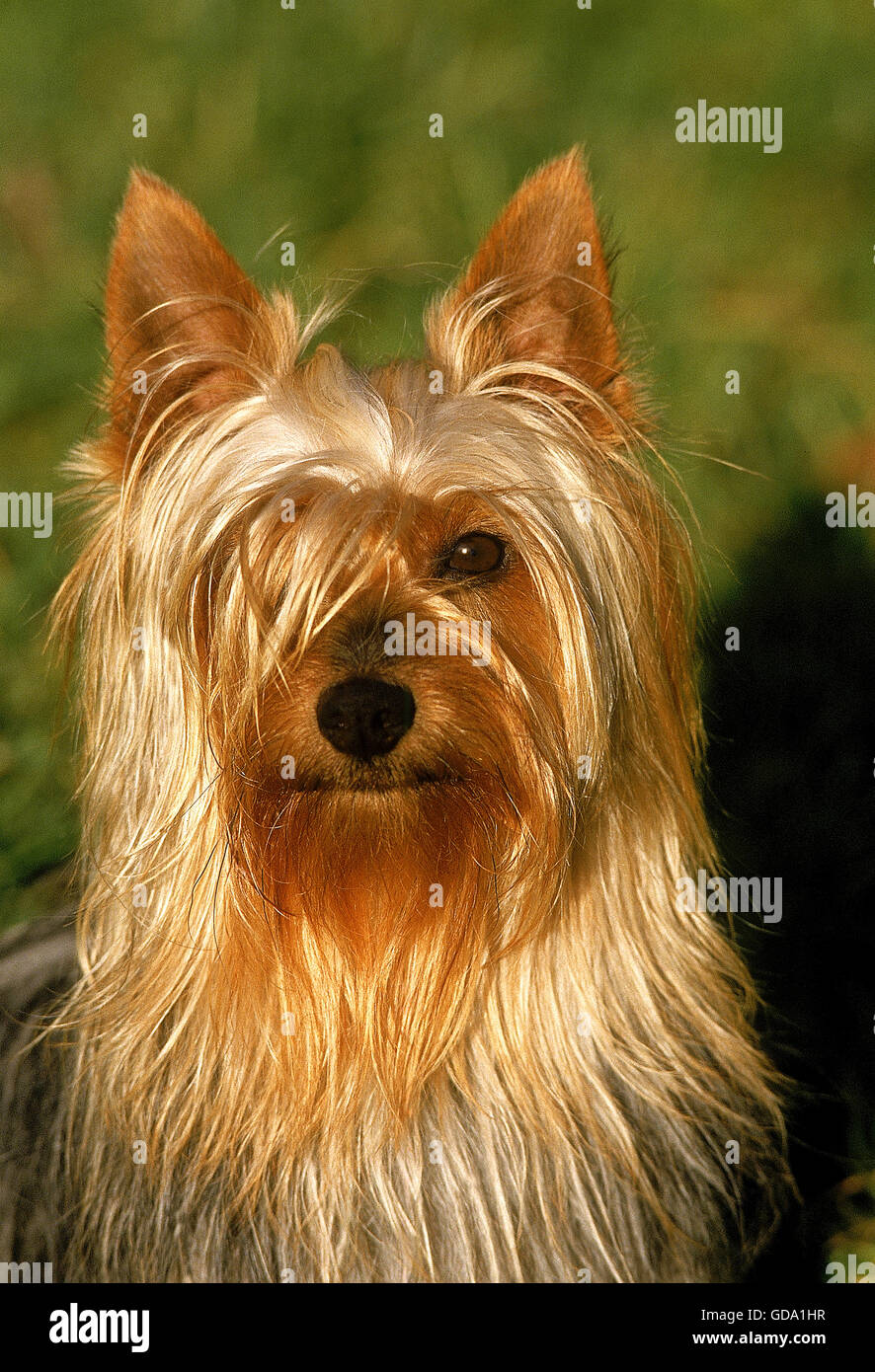 Silky Terrier, Portrait of Adult Stock Photo