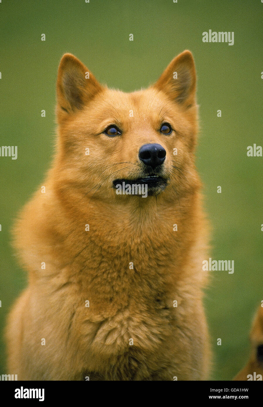 are finnish spitz puppies lazy