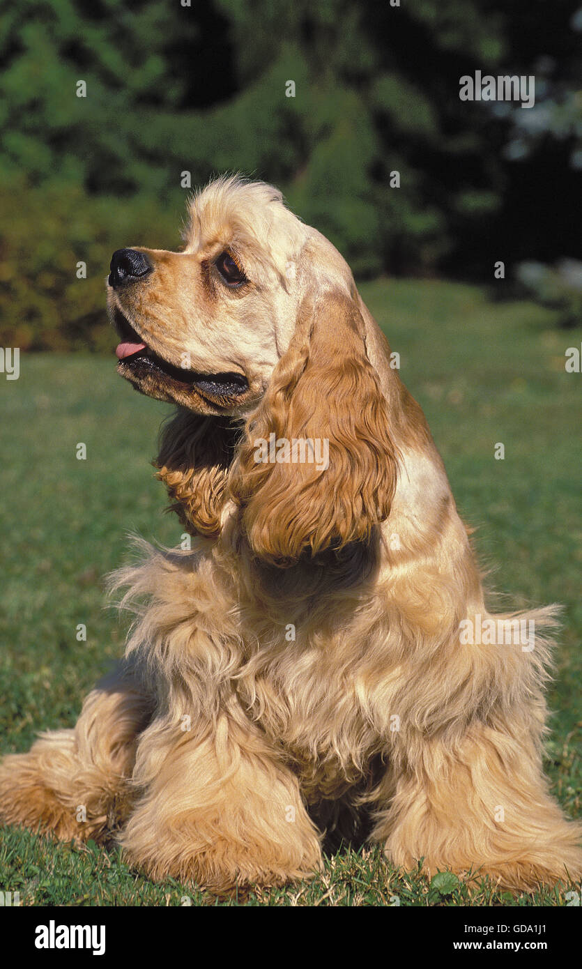 AMERICAN COCKER SPANIEL DOG, ADULT SITTING ON GRASS Stock Photo