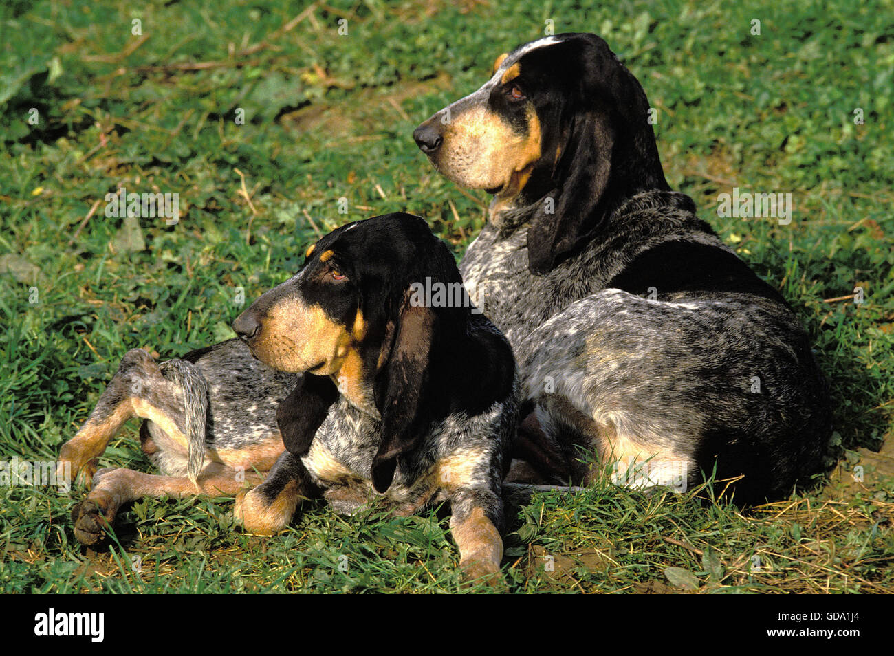 Little Blue Gascony Hound Dog, Adults laying on Grass Stock Photo