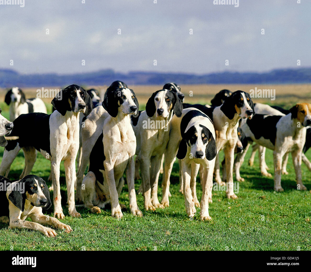 Great Anglo French White And Black Hound Pack For Fox