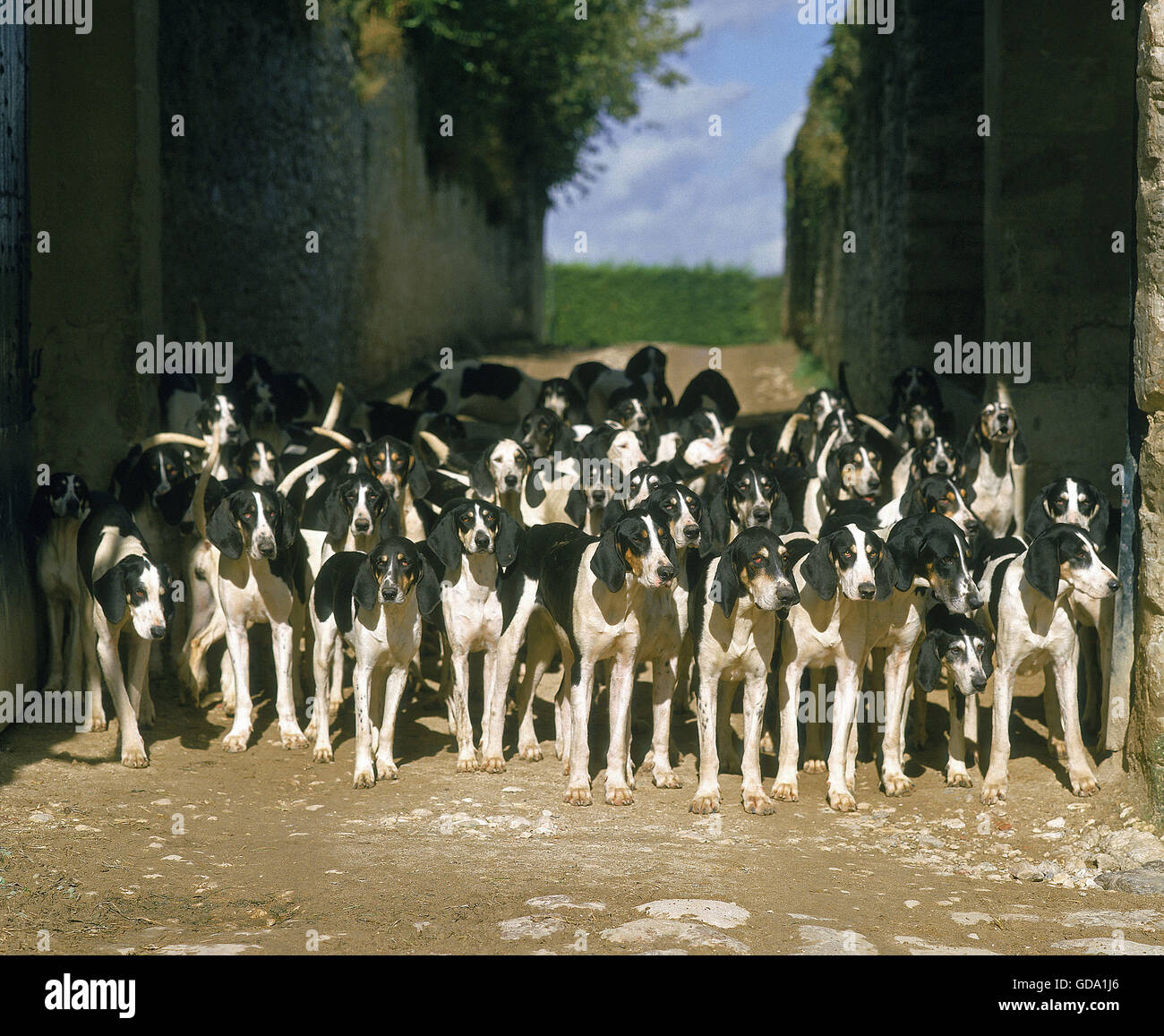 Great Anglo-French White and Black Hound, Pack for Fox hunting Stock Photo