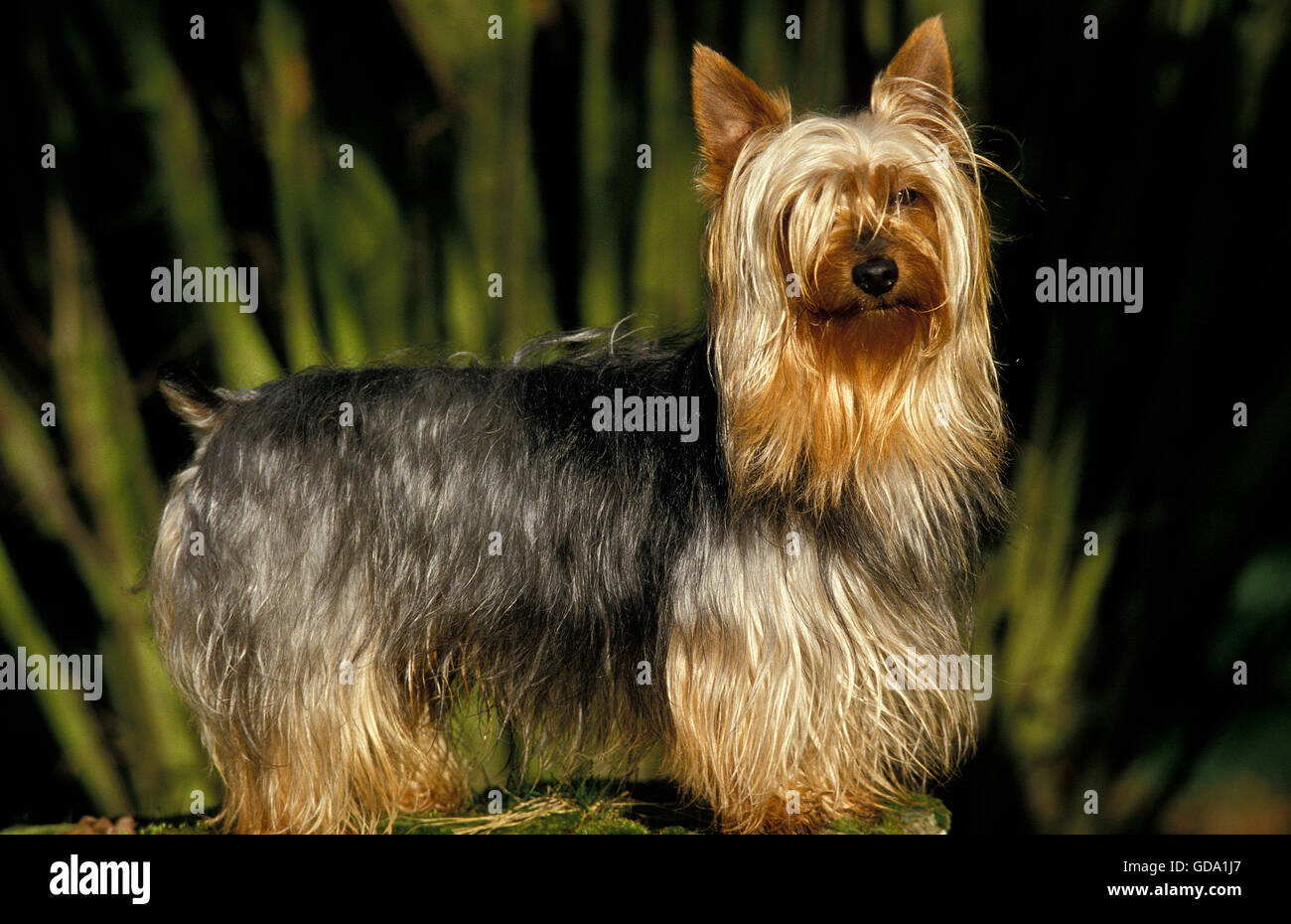 SILKY TERRIER, ADULT Stock Photo