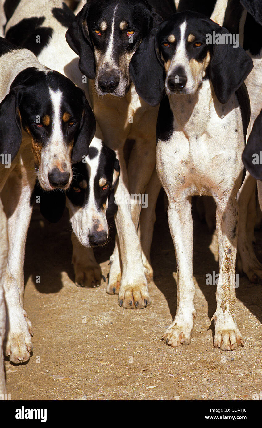 GREAT ANGLO-FRENCH WHITE AND BLACK HOUND, PACK OF ADULTS Stock Photo