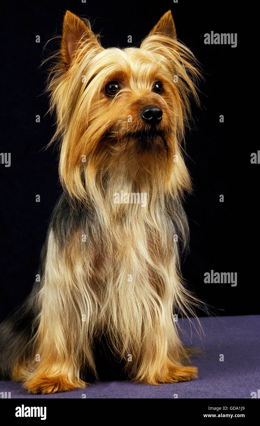 SILKY TERRIER, ADULT SITTING AGAINST BLACK BACKGROUND Stock Photo