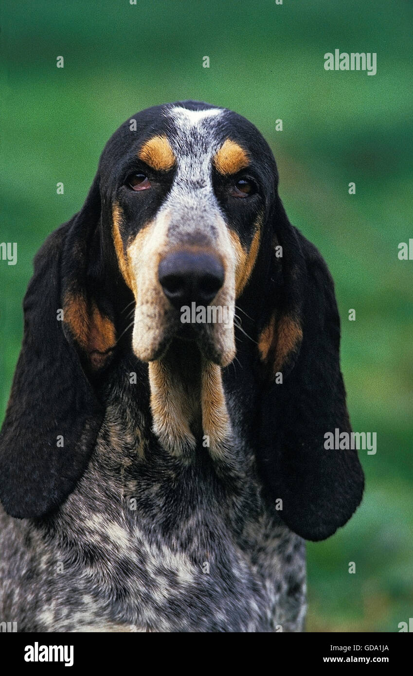 LITTLE BLUE GASCONY HOUND, PORTRAIT OF ADULT Stock Photo