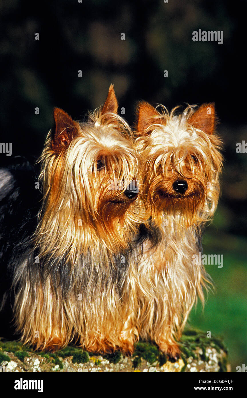 SILKY TERRIER, PAIR OF ADULTS Stock Photo