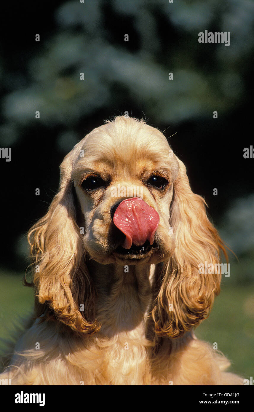 AMERICAN COCKER SPANIEL, ADULT LICKING NOSE Stock Photo