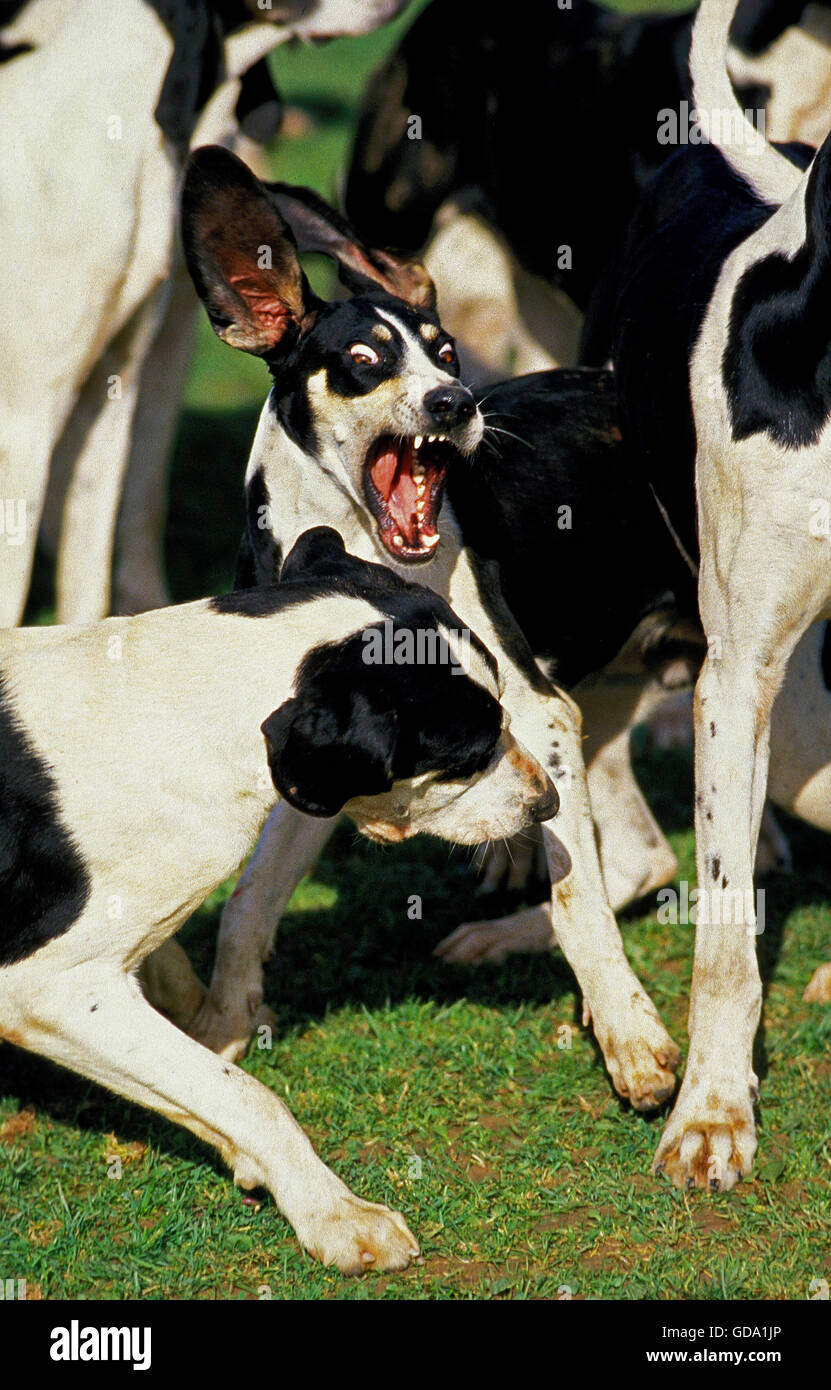 Great Anglo-French White and Black Hound, Pack with Two Fighting Stock Photo